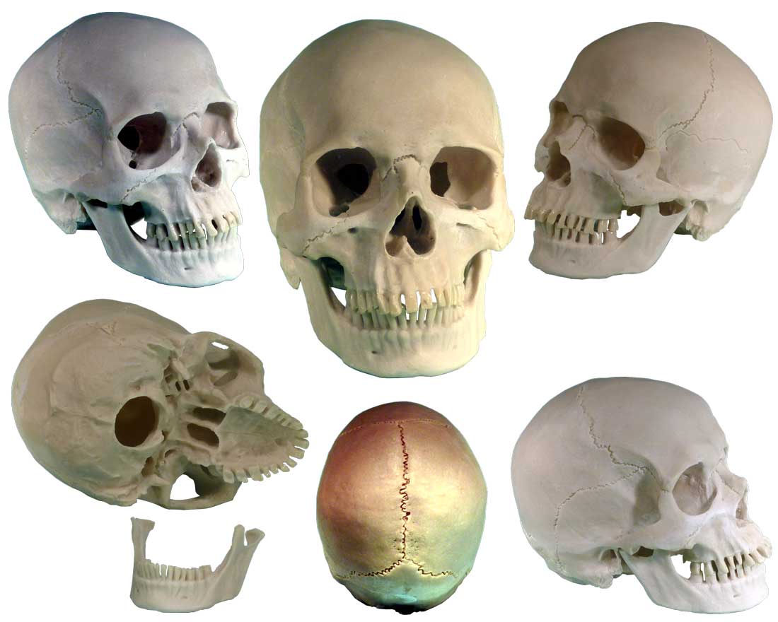 Authentic Skull Replica Life Size - Economy-Factory 2nd Tier Blemished, USA - FREE SHIPPING!