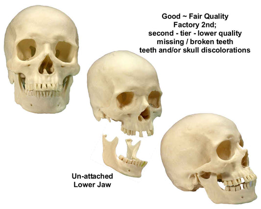 Authentic Skull Replica Life Size - Economy-Factory 2nd Tier Blemished, USA - FREE SHIPPING!