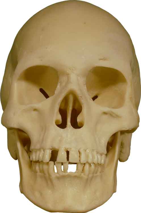 Authentic Skull Replica Life Size - Economy-Factory 2nd Tier Blemished, USA - FREE SHIPPING!