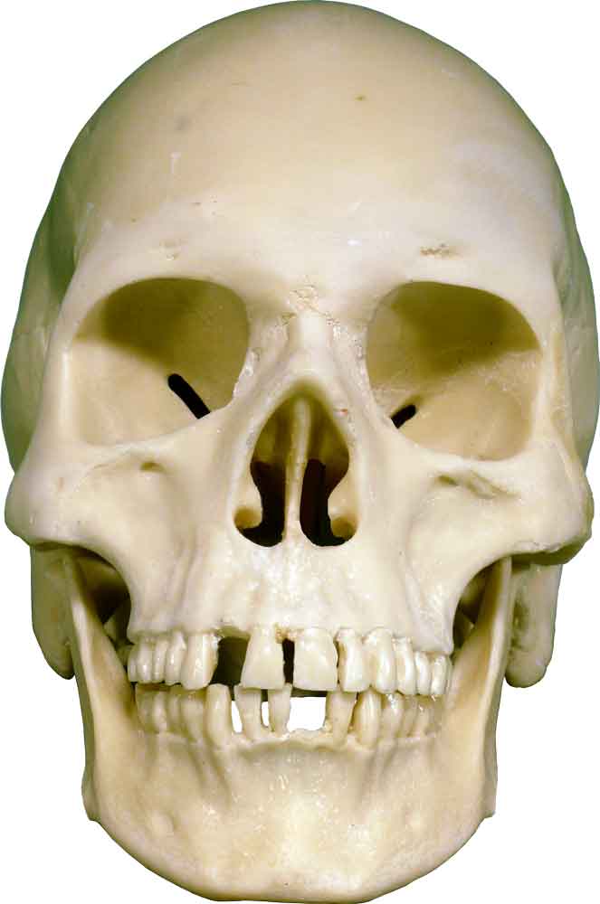 Authentic Skull Replica Life Size - Economy-Factory 2nd Tier Blemished, USA - FREE SHIPPING!