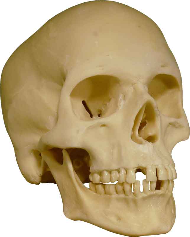 Authentic Skull Replica Life Size - Economy-Factory 2nd Tier Blemished, USA - FREE SHIPPING!