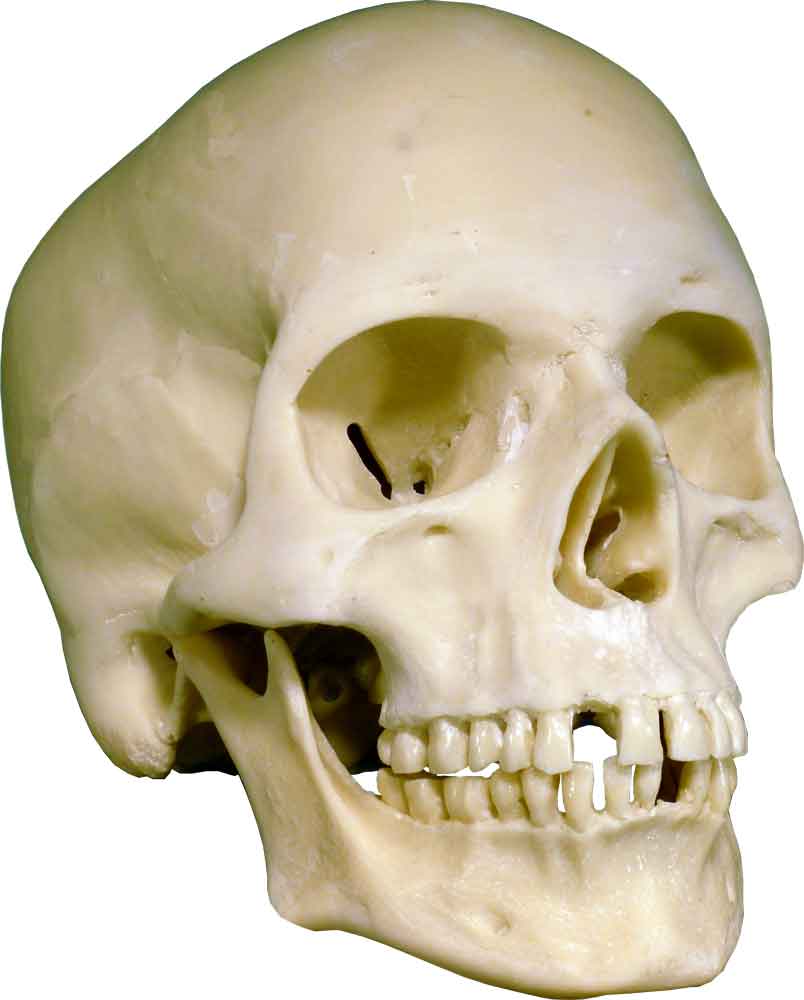Authentic Skull Replica Life Size - Economy-Factory 2nd Tier Blemished, USA - FREE SHIPPING!
