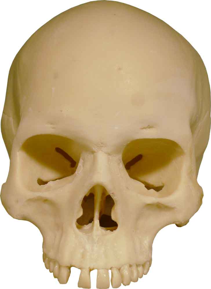 Authentic Skull Replica Life Size - Economy-Factory 2nd Tier Blemished, USA - FREE SHIPPING!