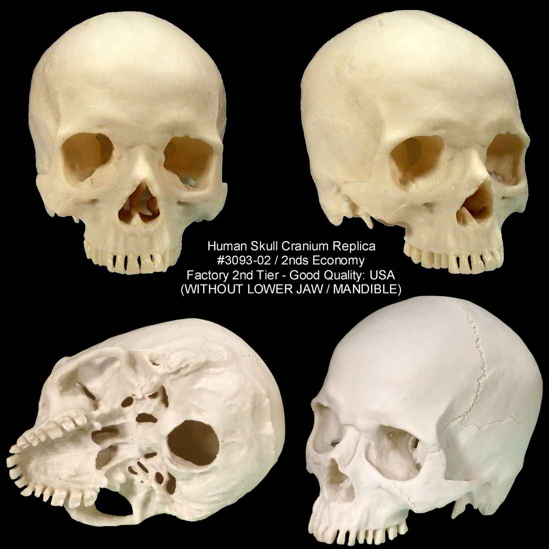 Authentic Skull Replica Life Size - Economy-Factory 2nd Tier Blemished, USA - FREE SHIPPING!