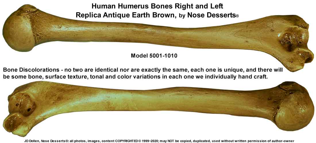 #3093: Human Humerus 2 Pieces, Earth-Tone Brown Aged Relic, Left and Right Arm Bones, Replica Life Size for Anatomical - Medical School Studies