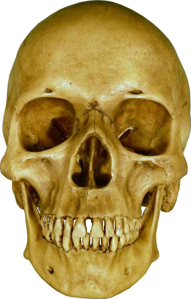 Authentic Human Skull-Life Size Replica Aged Relic -Earth Brown- #3093-1010 USA