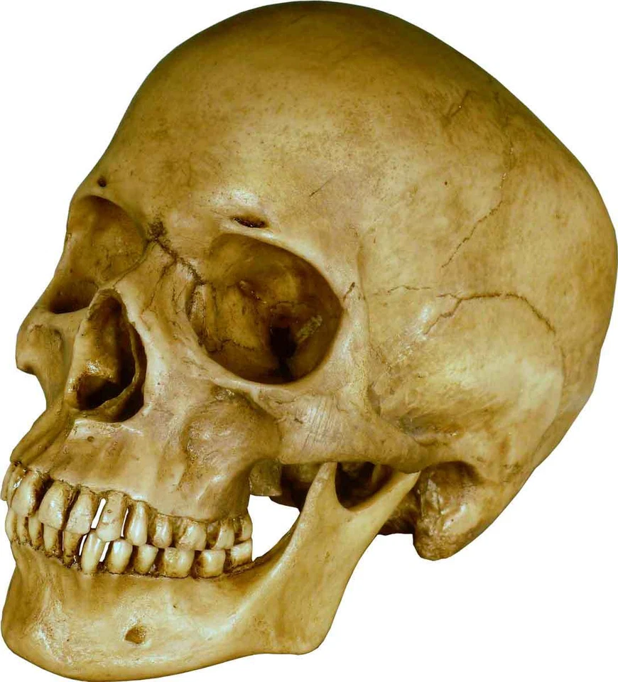 Authentic Human Skull-Life Size Replica Aged Relic -Earth Brown- #3093-1010 USA