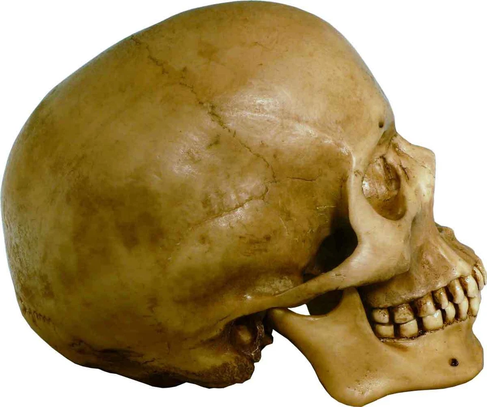 Authentic Human Skull-Life Size Replica Aged Relic -Earth Brown- #3093-1010 USA