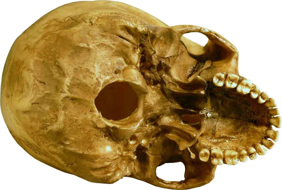 Authentic Human Skull-Life Size Replica Aged Relic -Earth Brown- #3093-1010 USA