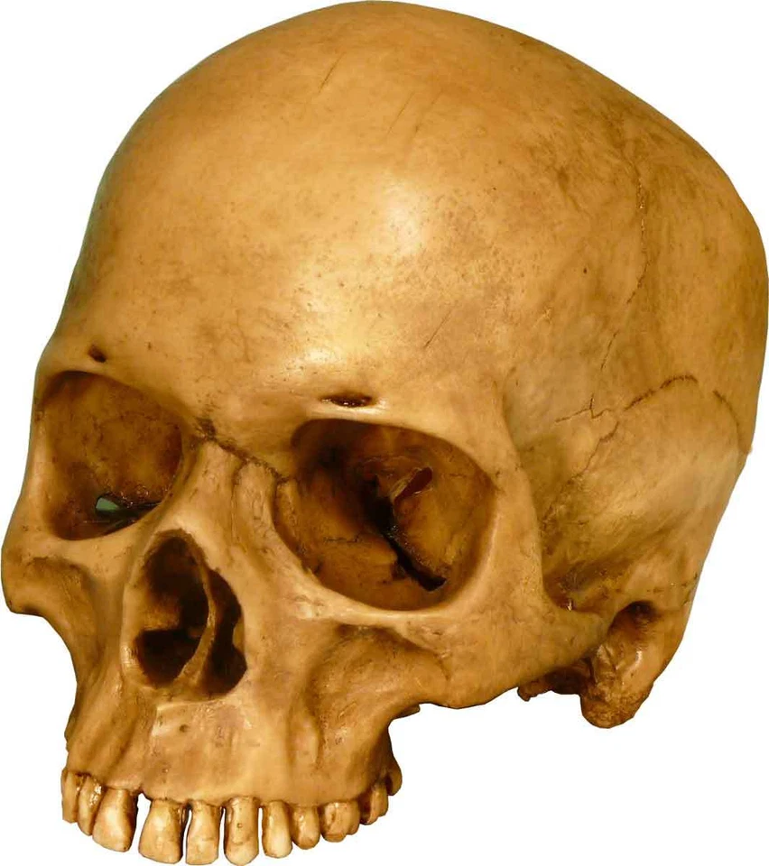 Authentic Human Skull-Life Size Replica Aged Relic -Earth Brown- #3093-1010 USA