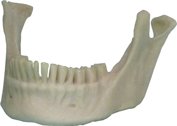 #3093: Human Skull Natural Jaw Mandible Replica with Teeth, Mandible Life Size Model, Business Name Card Holder, FREE SHIPPING!