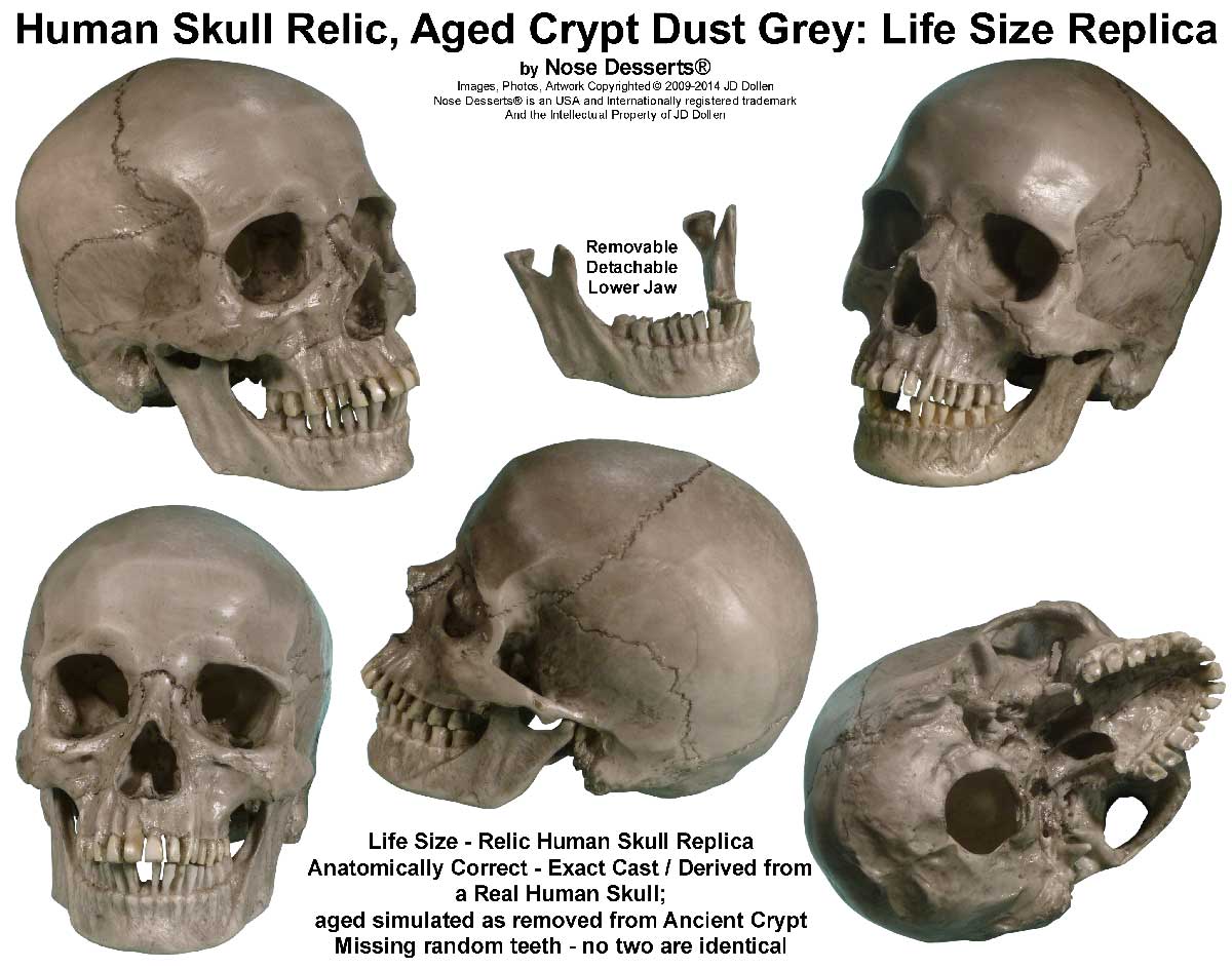 #3093: Authentic Human Skull-Life Size Replica Aged Relic, Crypt Dust Gray, Medical Anatomy Reproduction; #3093-3020 USA - FREE SHIPPING!
