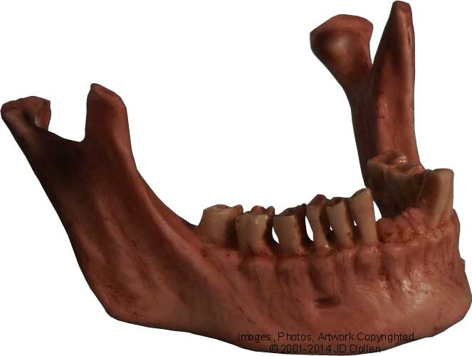 #3093: Human Skull Natural Jaw Mandible Replica with Teeth, Mandible Life Size Model, Business Name Card Holder, FREE SHIPPING!