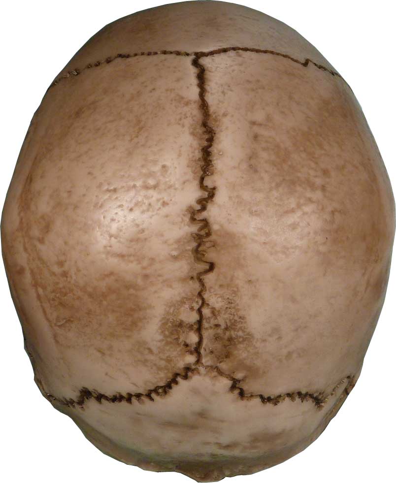 Aged Distressed Human Skull-Life Size Replica Relic Earth Brown #3093-9010 USA - FREE SHIPPING!