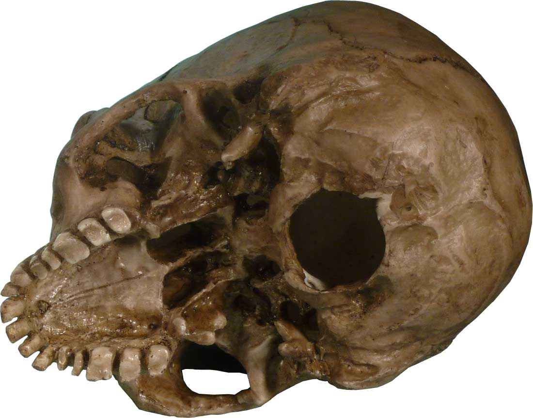 Aged Distressed Human Skull-Life Size Replica Relic Earth Brown #3093-9010 USA - FREE SHIPPING!