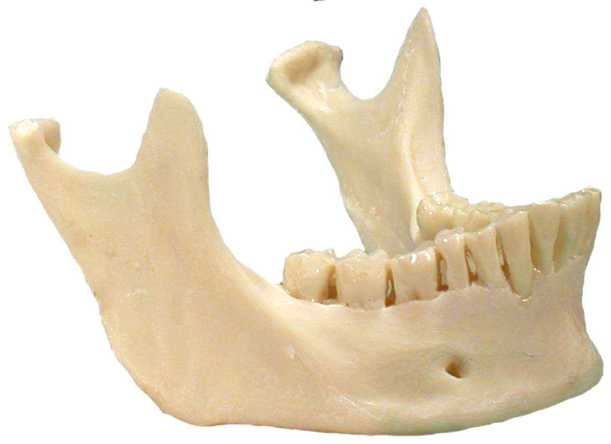 #3093: Human Skull Natural Jaw Mandible Replica with Teeth, Mandible Life Size Model, Business Name Card Holder, FREE SHIPPING!