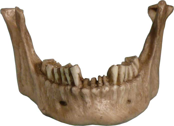 Aged Distressed Human Skull-Life Size Replica Relic Earth Brown #3093-9010 USA - FREE SHIPPING!