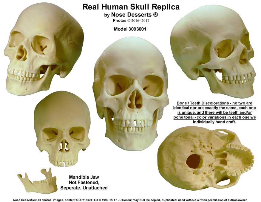 Authentic Reproduction Human Skull Replica 1:1 Life Size Detailed Human Skull Replica USA - FREE SHIPPING!