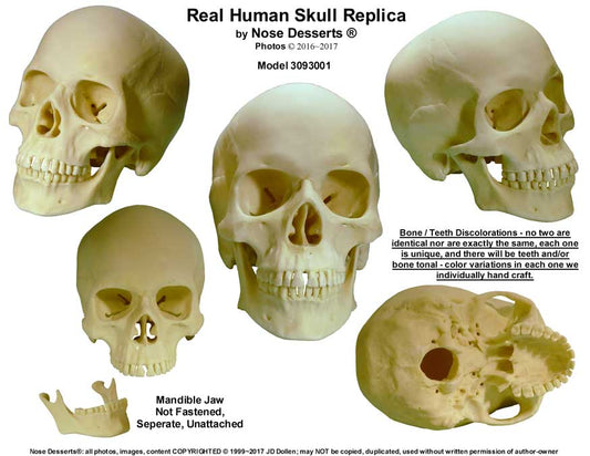 Authentic Reproduction Human Skull Replica 1:1 Life Size Detailed Human Skull Replica USA - FREE SHIPPING!