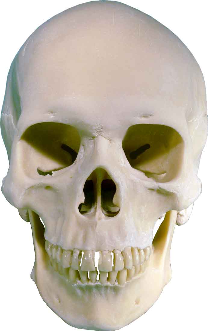 Authentic Reproduction Human Skull Replica 1:1 Life Size Detailed Human Skull Replica USA - FREE SHIPPING!