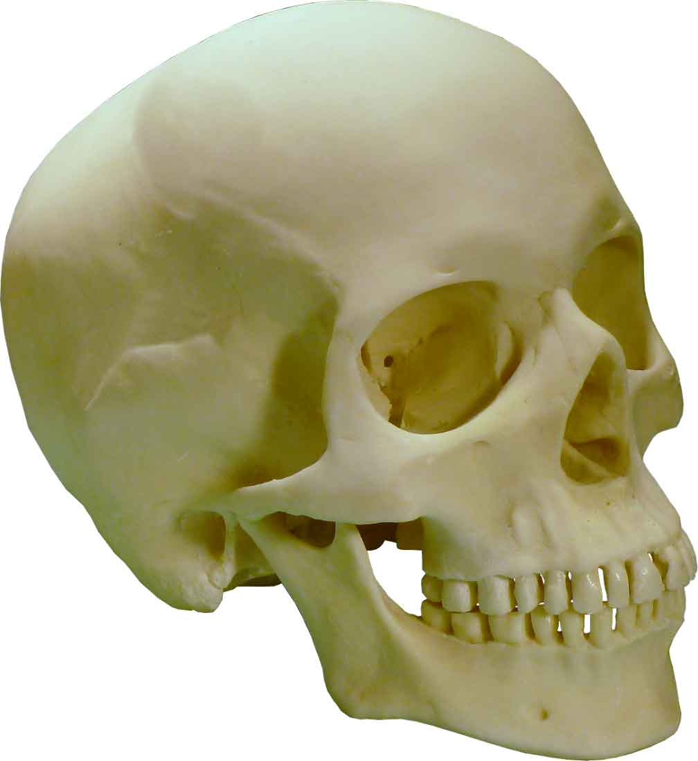 Authentic Reproduction Human Skull Replica 1:1 Life Size Detailed Human Skull Replica USA - FREE SHIPPING!