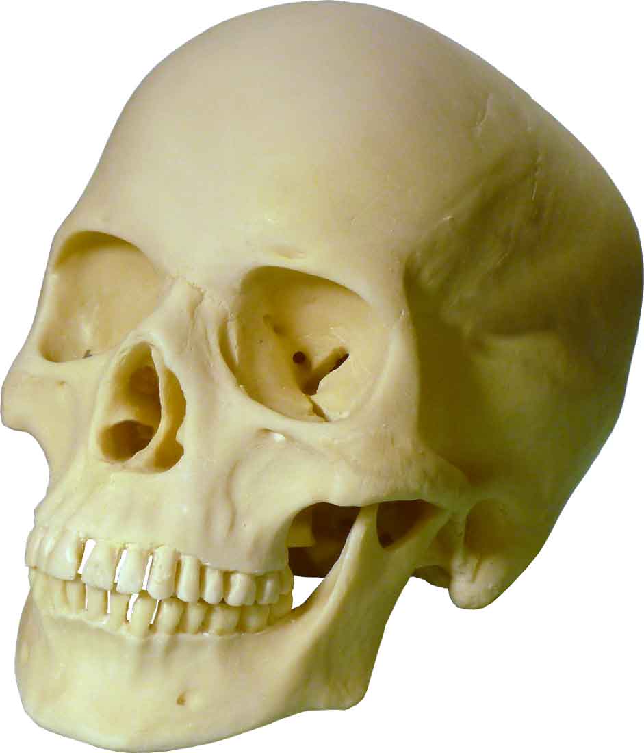 Authentic Reproduction Human Skull Replica 1:1 Life Size Detailed Human Skull Replica USA - FREE SHIPPING!