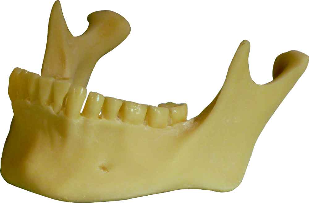 #3093: Human Skull Natural Jaw Mandible Replica with Teeth, Mandible Life Size Model, Business Name Card Holder, FREE SHIPPING!