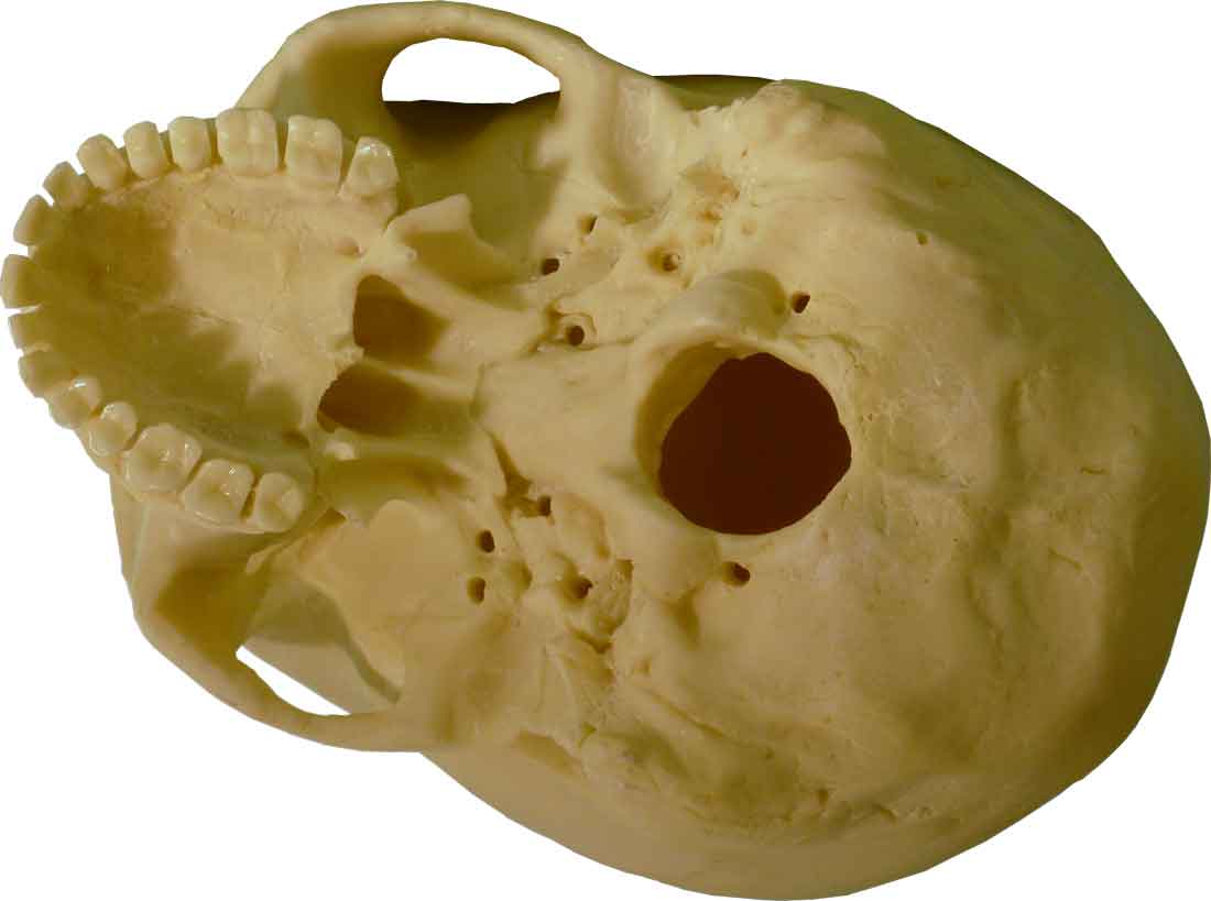 Authentic Reproduction Human Skull Replica 1:1 Life Size Detailed Human Skull Replica USA - FREE SHIPPING!