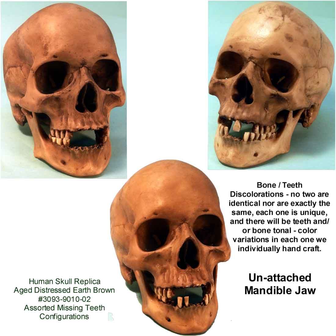 Aged Distressed Human Skull-Life Size Replica Relic Earth Brown #3093-9010 USA - FREE SHIPPING!