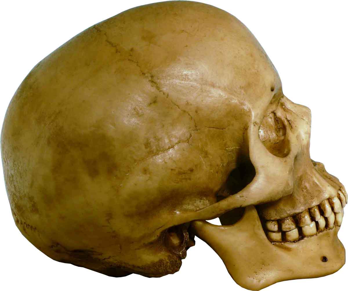 Aged Distressed Human Skull-Life Size Replica Relic Earth Brown #3093-9010 USA - FREE SHIPPING!