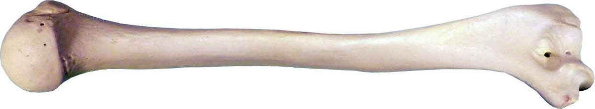 Humerus Color #3093: Human Humerus 2 Pieces, Natural Bone Color, Left and Right Arm ...