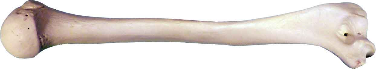 #3093: Human Humerus 2 Pieces, Natural Bone Color, Left and Right Arm Bones, Replica Life Size for Anatomical - Medical School Studies (Copy)