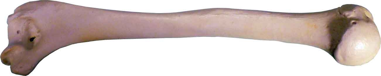 #3093: Human Humerus 2 Pieces, Natural Bone Color, Left and Right Arm Bones, Replica Life Size for Anatomical - Medical School Studies (Copy)