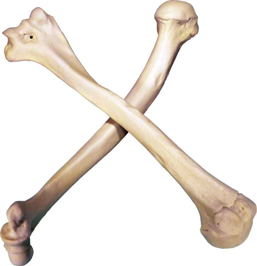 #3093: Human Humerus 2 Pieces, Natural Bone Color, Left and Right Arm ...