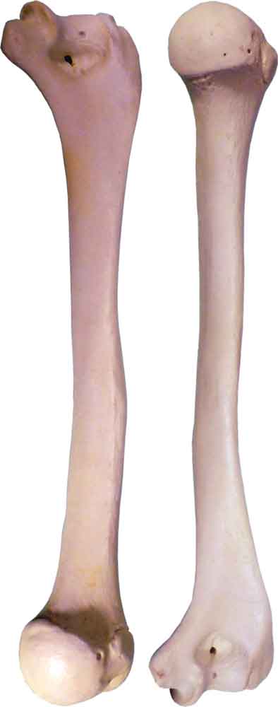 #3093: Human Humerus 2 Pieces, Natural Bone Color, Left and Right Arm Bones, Replica Life Size for Anatomical - Medical School Studies (Copy)