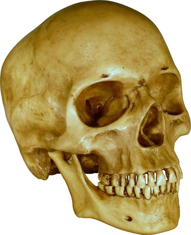Authentic Human Skull-Life Size Replica Aged Relic -Earth Brown- #3093-1010 USA