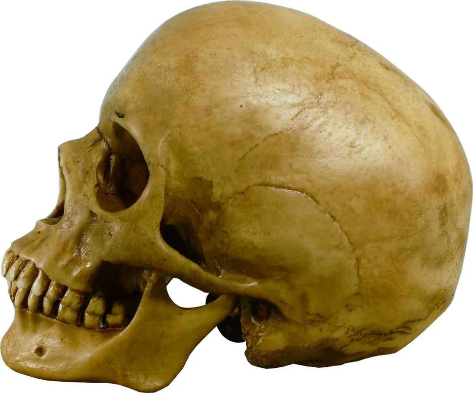 Authentic Human Skull-Life Size Replica Aged Relic -Earth Brown- #3093-1010 USA