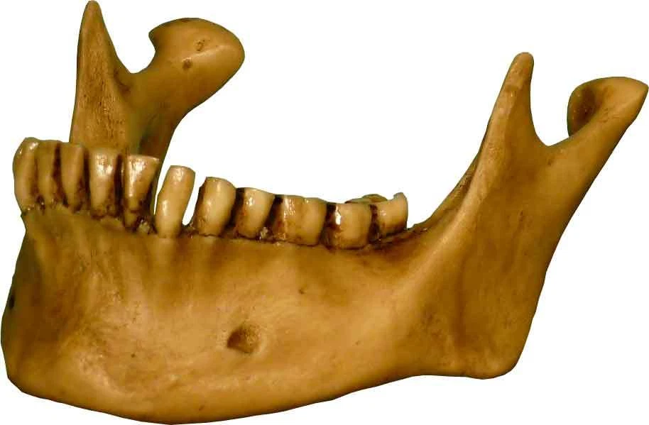 Authentic Human Skull-Life Size Replica Aged Relic -Earth Brown- #3093-1010 USA