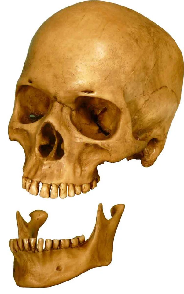 Authentic Human Skull-Life Size Replica Aged Relic -Earth Brown- #3093-1010 USA